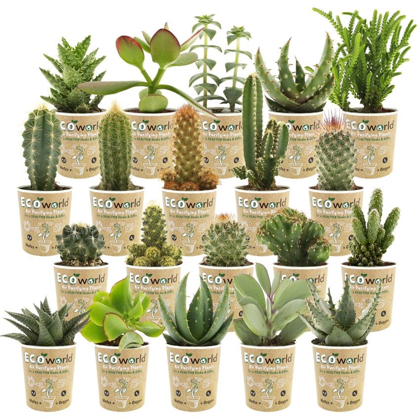 vdvelde.com -  Mini cactussen en Succulenten - 20 Cactus en Vetplant Mix - Ø 6 cm - Hoogte 8-15 cm