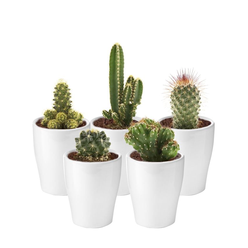 Mini Cactussen met Potjes – 5 stuks