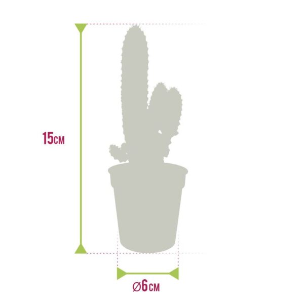 Gardeners Dream Mix Di 20 Mini Discocactus In Vaso 5.5 Cm, Piante Grasse Da Interno Per Ufficio E Casa, Regalo Vivente