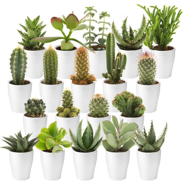 vdvelde.com -  Mini Cactussen en Succulenten + Keramiek Witte Potjes - 20 Stuks Cactus en Vetplanten - Ø 6 cm - Hoogte 8-15 cm
