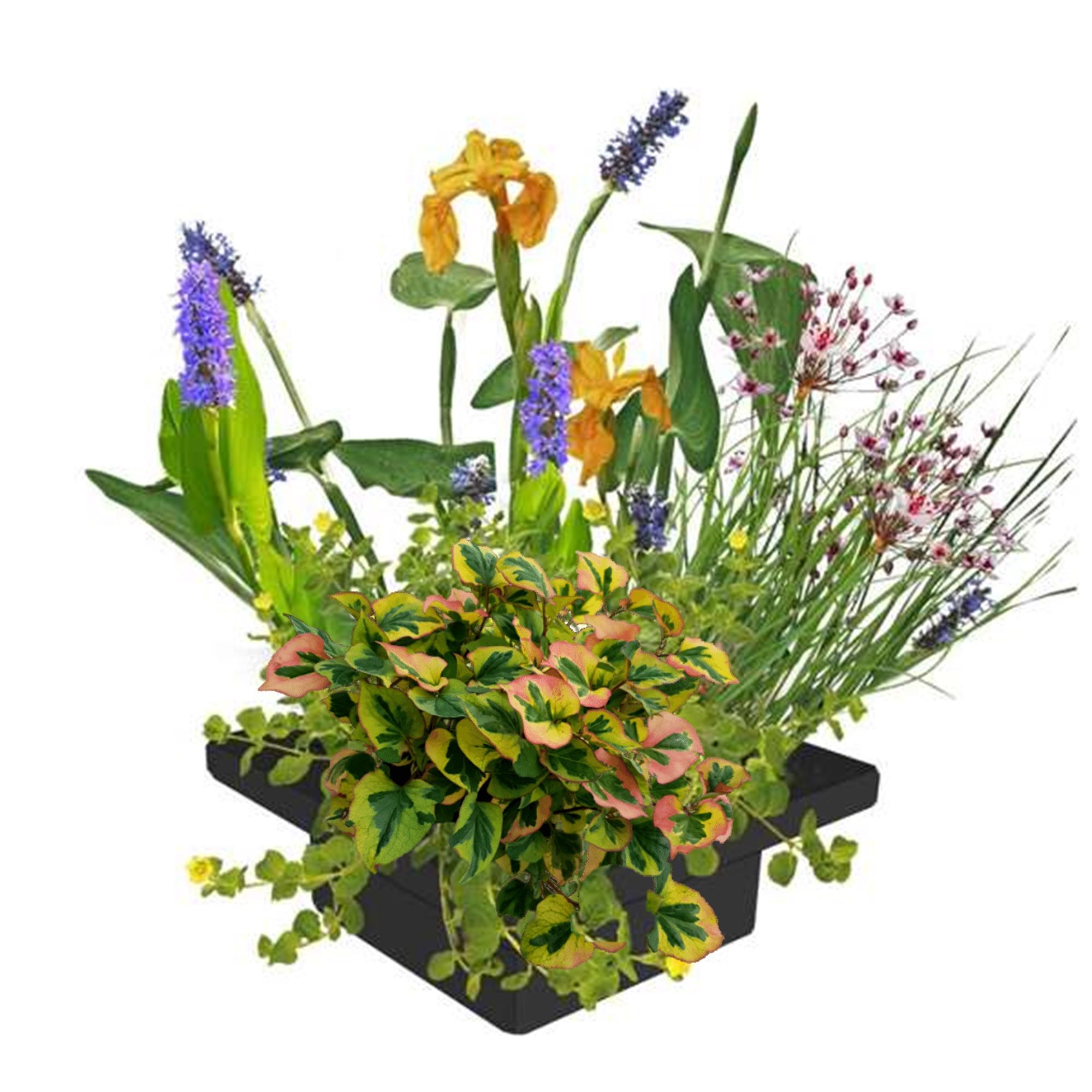 vdvelde.com - Îlot de plantes flottantes - DIY - 4 plantes aquatiques fleuries - anneau flottant inclus