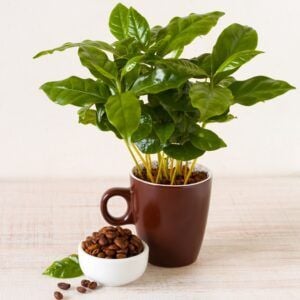 - Mini-Kaffeepflanze