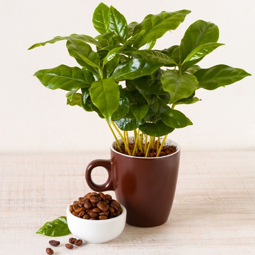 Mini-Kaffeepflanze