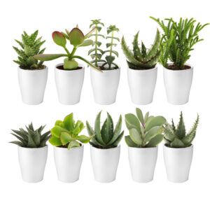 vdvelde.com -  Mini Succulenten + Witte Keramiek Potjes - Vetplantjes 10 stuks - Mini Vetplant Ø 6 cm - Hoogte 8-15 cm