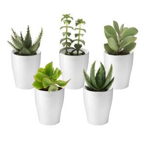 vdvelde.com -  Mini Succulenten Mix 5 stuks - Ø 6 cm - Hoogte 8-15 cm