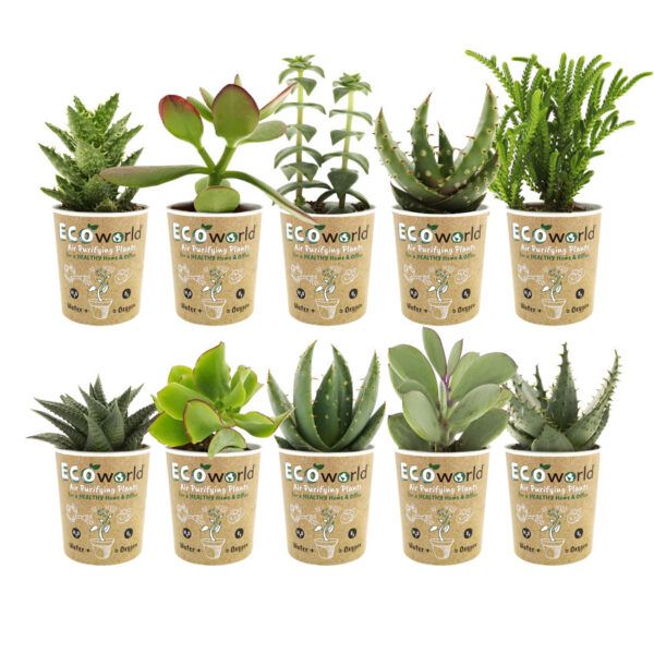 vdvelde.com -  Mini Succulenten - Vetplanten Mix 10 stuks - Succulent Ø 6 cm - Hoogte 8-15 cm