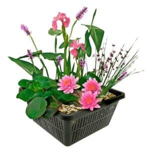 vdvelde.com - Mini-Teichpflanzen-Set Hardy - Pink - 1 rosa Seerose und 3 blühende Wasserpflanzen - Inklusive Teichkorb