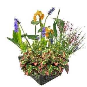 vdvelde.com - Mini Set de Plantes Aquatiques pour Bassin Hardy - 4 Plantes Aquatiques Fleuries - Panier de Bassin Inclus
