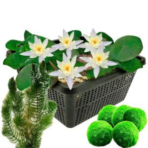 vdvelde.com - Kleine Seerose Weiß + Sauerstoffpflanzen - Speziell für Mini-Teiche - Winterharte weiße Mini-Seerose Pygmaea Alba