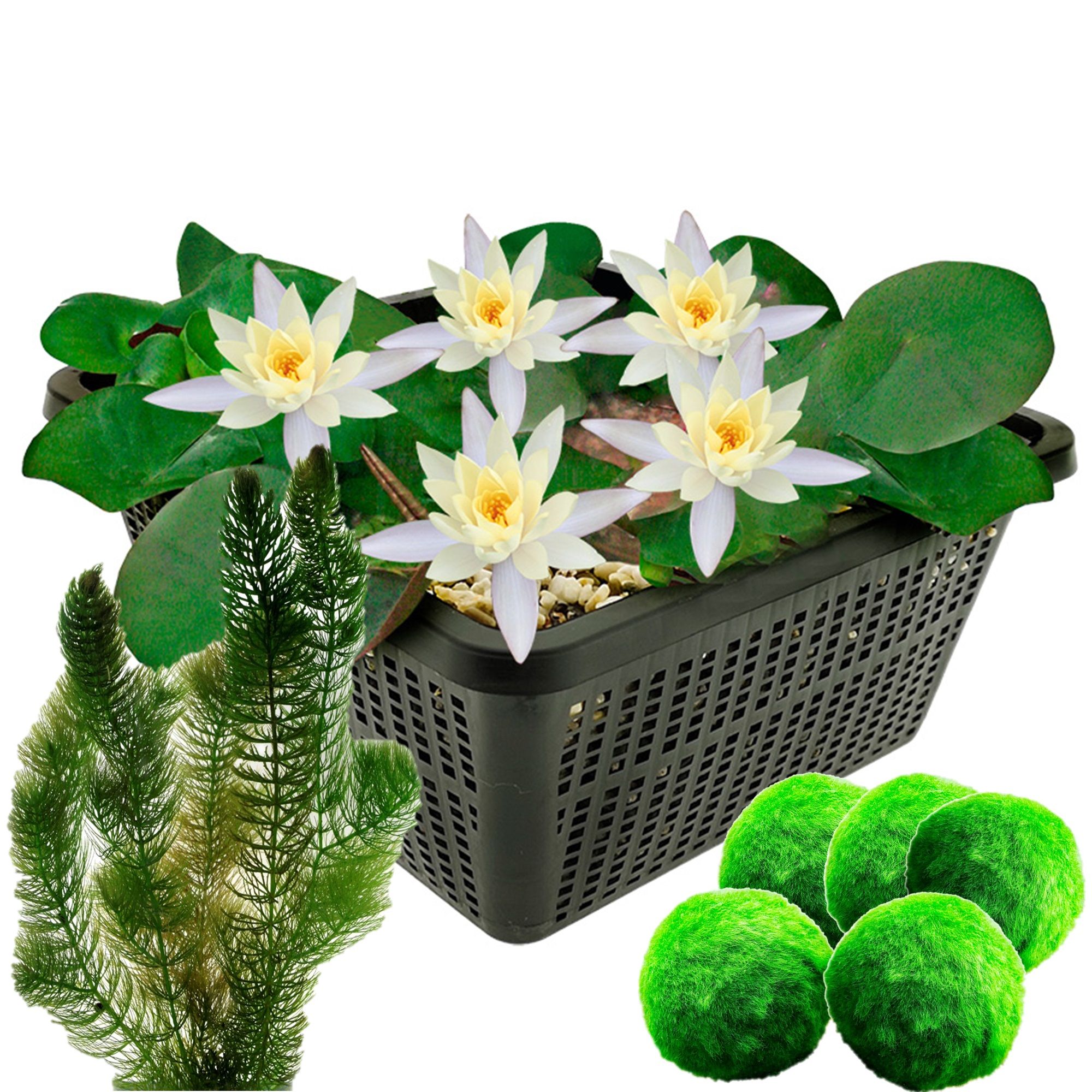Mini Waterlelie – Wit + Zuurstofplanten