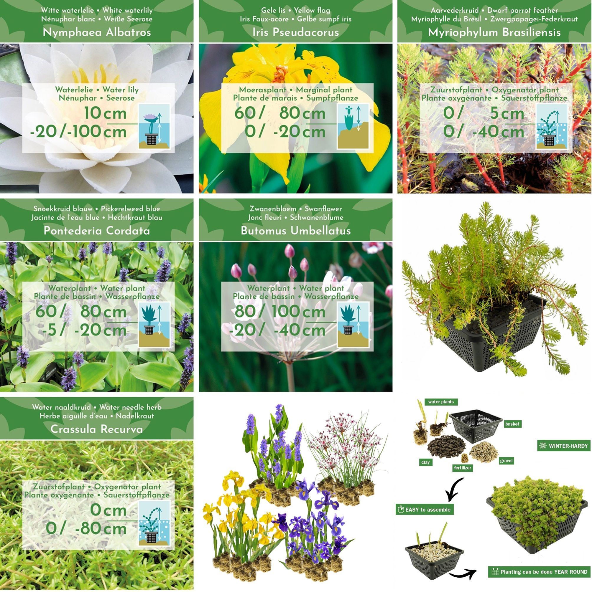 Moerasfilter-pakket-zuurstofplanten-168-planten-voor-een-Natuurlijk-Plantenfilter-van-75-m²-10-m²-1