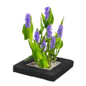 vdvelde.com - Set de plantes flottantes pour brochets - DIY - 4 plantes aquatiques fleuries Pontederia cordata - anneau flottant inclus