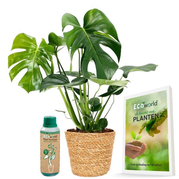 vdvelde.com -  Luchtzuiverende kamerplant - Makkelijk te verzorgen - potmaat 12 cm - in Zeegras pot + kamerplantenvoeding