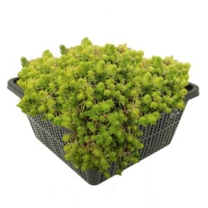 vdvelde.com - Conifer Crassula Recurva - 4 pcs + panier pour bassin - Rustique - Plante à oxygène pour le bassin - Van der Velde Aquatic Plants