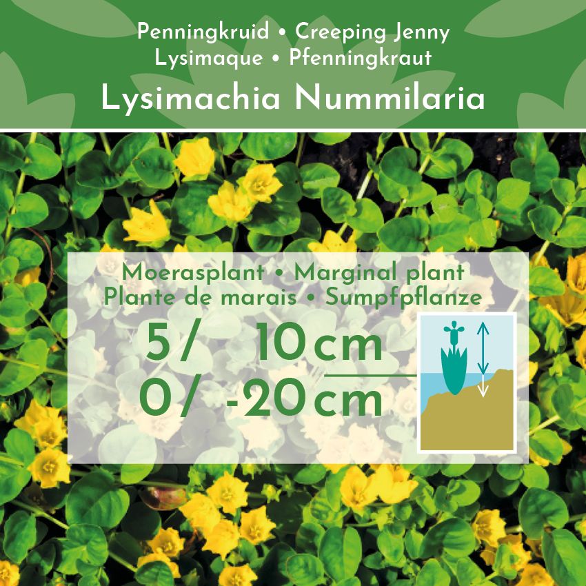 Penningkruid-4-planten-Lysimachia-Nummularia-2