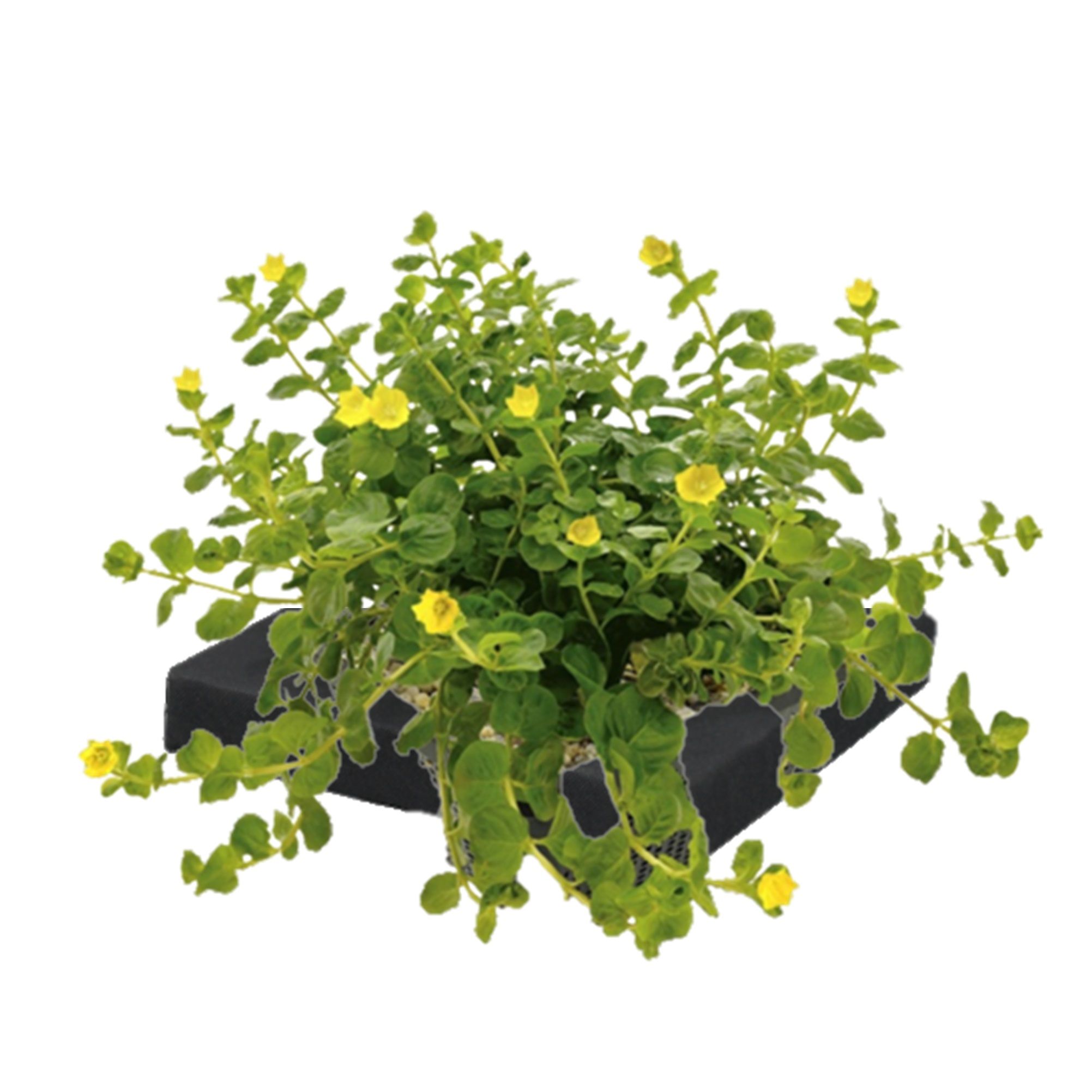 vdvelde.com -  Penningkruid Drijvend planteneiland set - DIY - 4 Bloeiende gele Waterplanten - Inclusief Drijfring