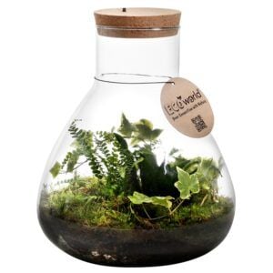 vdvelde.com - Plante écosystème avec lampe - Ecoworld Jungle Biosphere - Ecosystème en verre - 3 plantes de fougère - Pyramide en verre XL - Ø 30 cm - Hauteur 36 cm