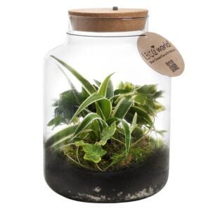 vdvelde.com - Ecosystème végétal avec lampe - Ecoworld Jungle Biosphere - Ecosystème en bouteille avec lampe - 3 plantes de fougère - Basic Glass XL - Ø 22 cm - Hauteur 33 cm