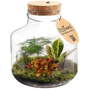 vdvelde.com - Ökosystem Pflanze mit Lampe - Ecoworld Tropische Biosphäre - Pflanze in der Flasche - 3 farbige Zimmerpflanzen - Basis Glas - Ø 22 cm - Höhe 23 cm