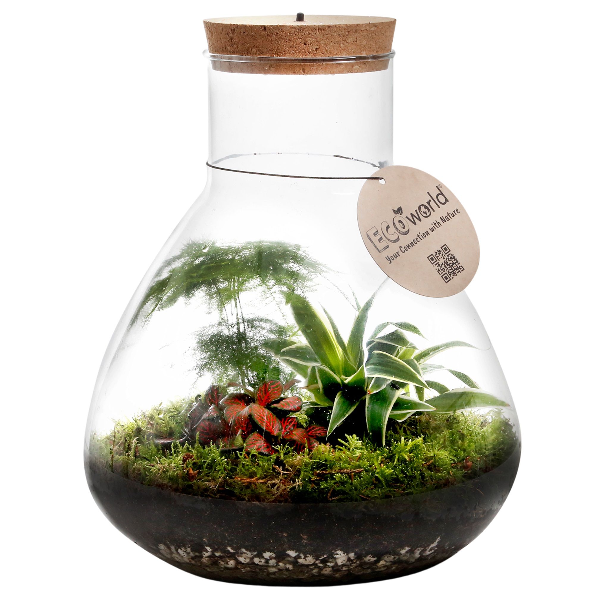 vdvelde.com - Ökosystem-Pflanze mit Lampe - Ecoworld Tropische Biosphäre + Terrarienpflanze 3 Stück - Pyramide Glas XL - Ø 30 cm - Höhe 36 cm