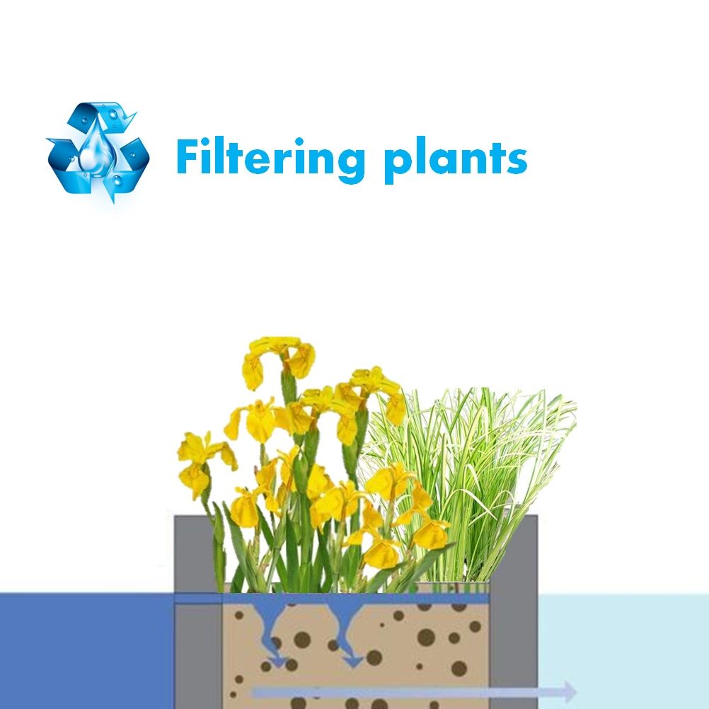 Plantenfilter-Vijver-Pakket-32-zuiverende-planten-Voor-een-vijverfilter-van-1-m²-2-m²-4