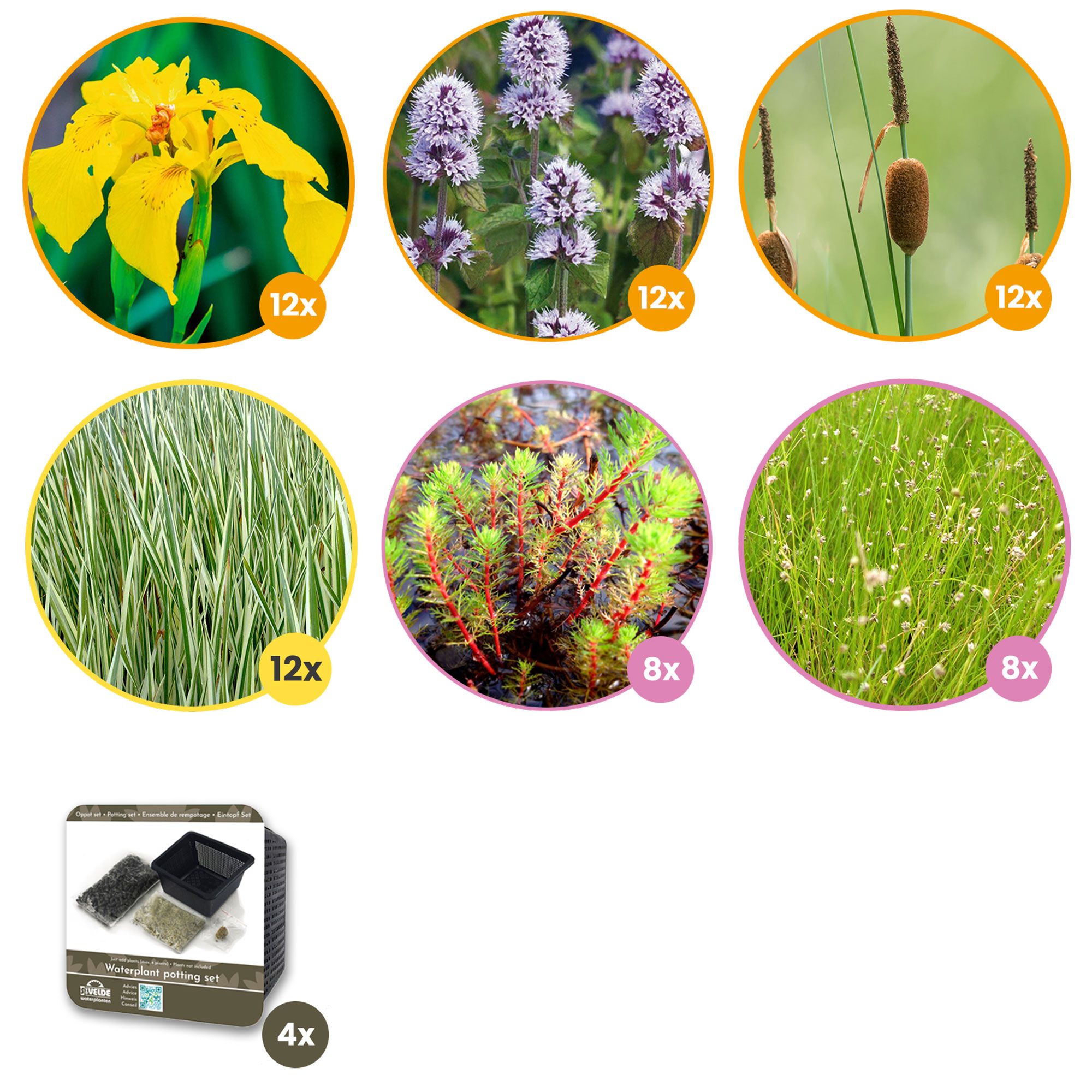 Plantenfilter-Vijver-Pakket-64-zuiverende-planten-Voor-een-vijverfilter-van-3-m²-4-m²-1