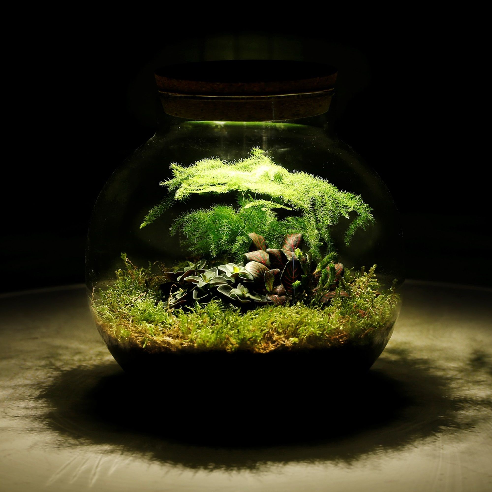 Plantjes-in-glazen-pot-Jungle-Biodome-met-Lamp-2