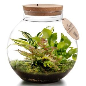 vdvelde.com - Plante écosystème avec lampe - Ecoworld Jungle Biodome - Plantes en pot de verre - 3 Fougères - Verre sphérique - Hauteur 25 cm