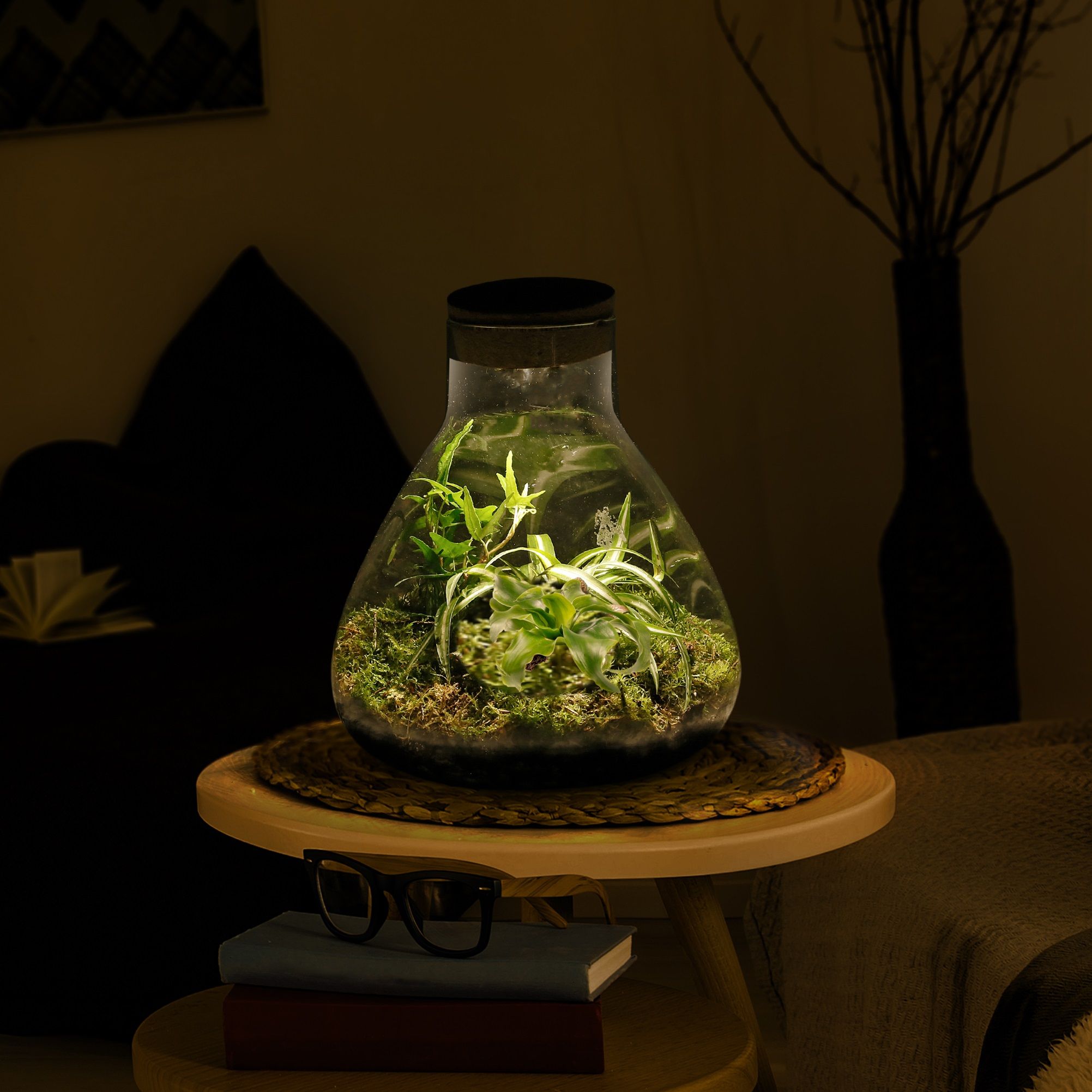 Pflanzen-im-Glas-Topf-Dschungel-Biosphäre-mit-Lampe-Piramid-1
