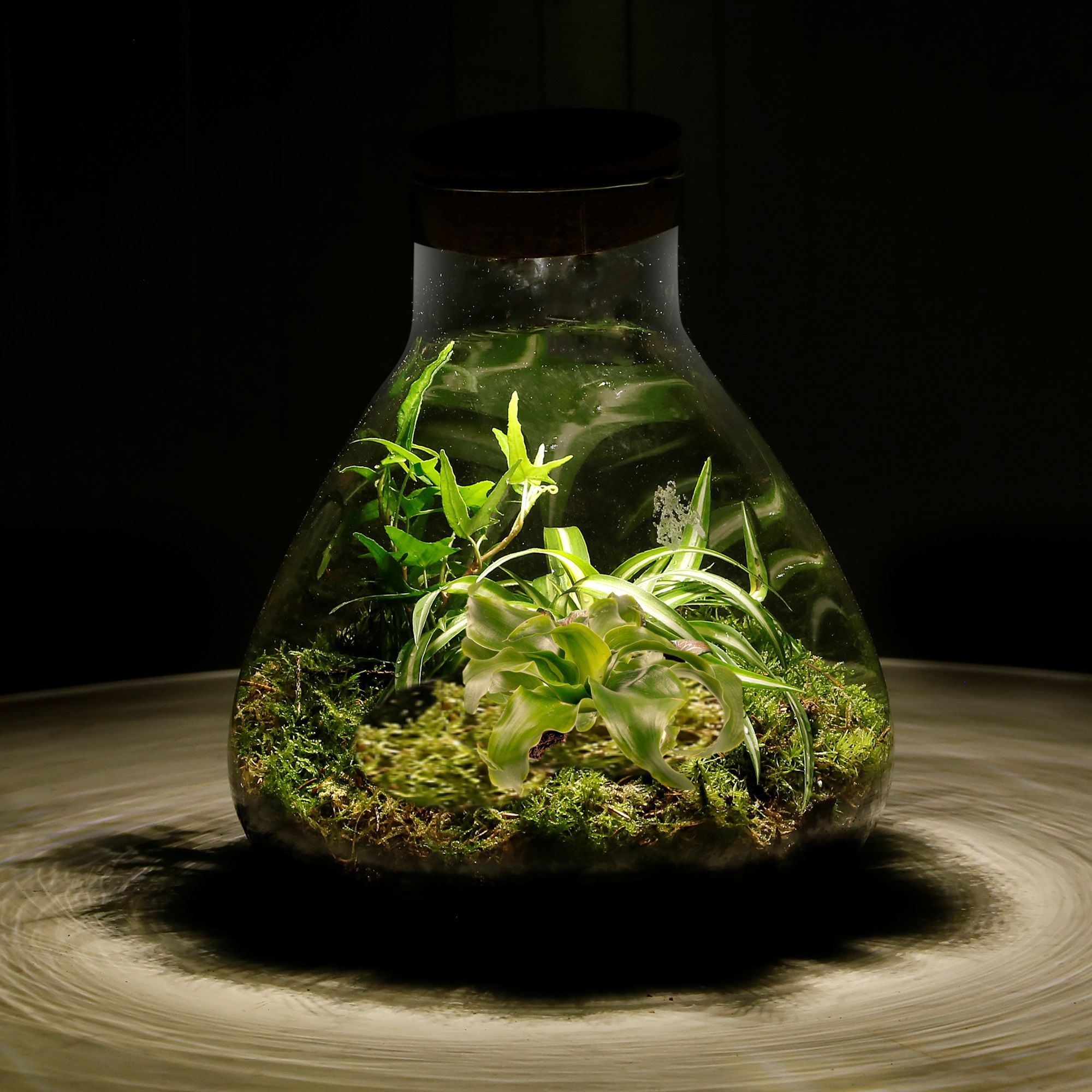 Pflanzen-im-Glas-Topf-Dschungel-Biosphäre-mit-Lampe-Piramid-2