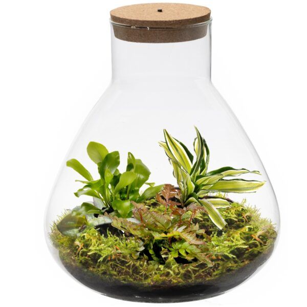 vdvelde.com - Ökosystem Pflanze mit Lampe - Ecoworld Jungle Biosphere - Flaschengarten - 3 Farnpflanzen - Pyramide Glas - Ø 23 cm - Höhe 26 cm