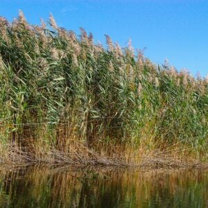 vdvelde.com - Plantes de roseaux - 2000 pcs - Pour les grands projets de plantation - Van der Velde Waterplanten