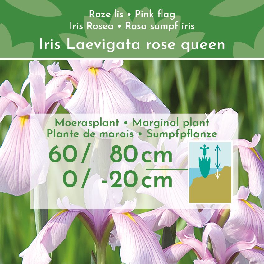 Roze-Lis-4-planten-Iris-Laevigata-Rose-Queen-2