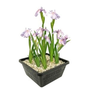 vdvelde.com - Lis Pink - Iris d'eau japonais - Iris Laevigata Rose Queen - Fleurs d'iris 4 pcs + panier d'étang - Plantes d'étang rustiques - Van der Velde Water Plants