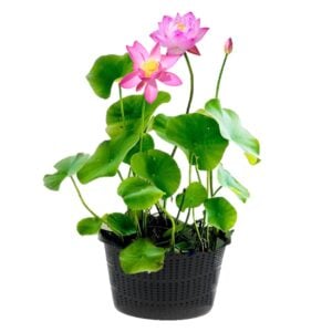 vdvelde.com Lotus plant roze 2 stuks