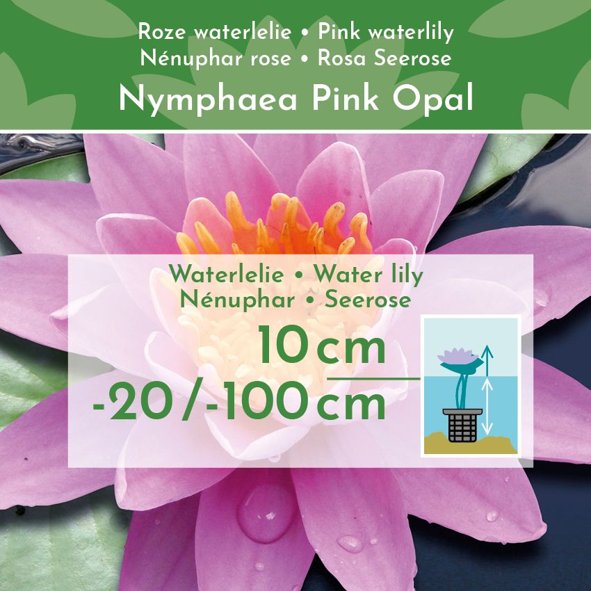 Roze-Waterlelie-Nymphaea-Pink-Opal-2