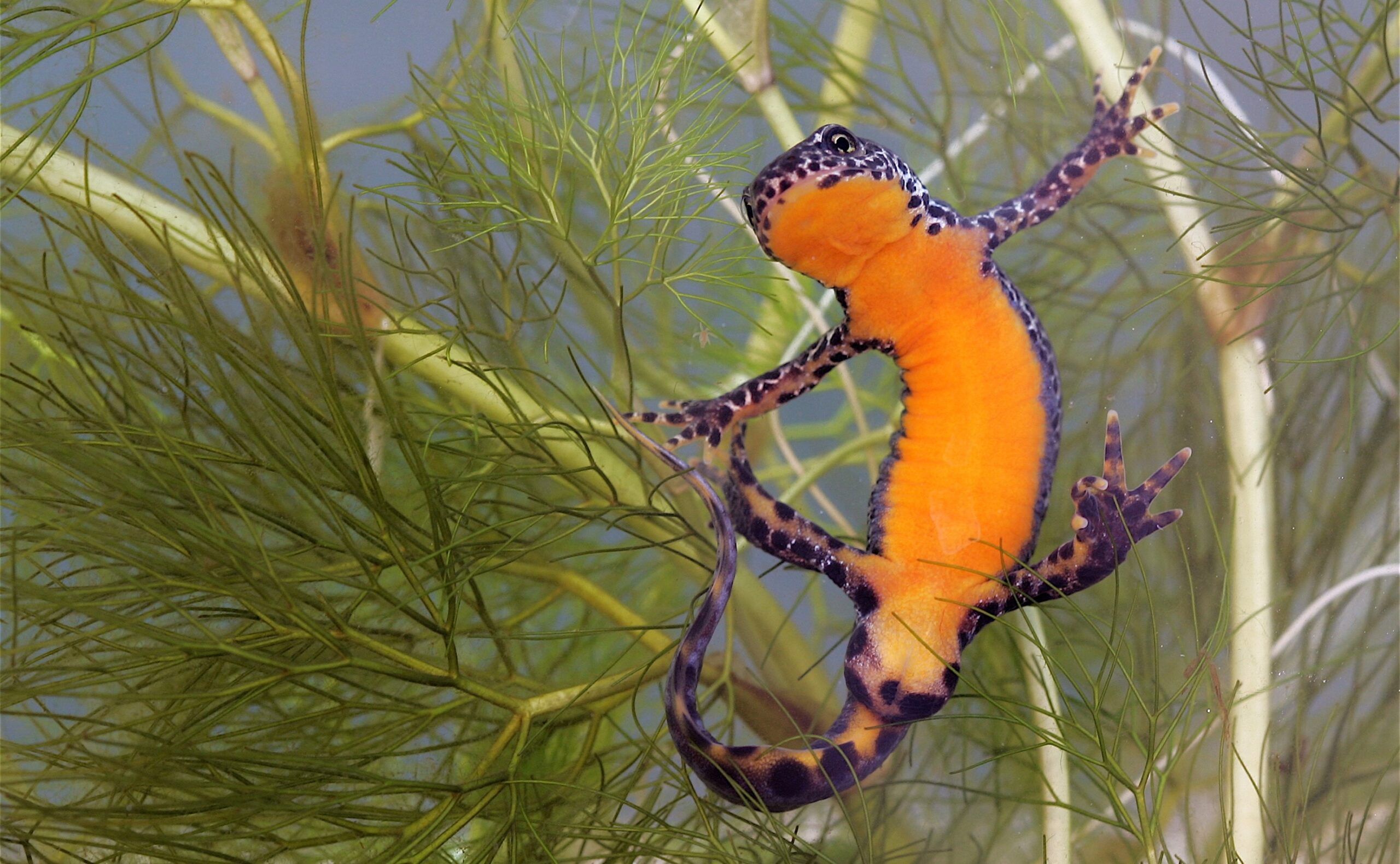 Salamander met oranje buik en bruinzwarte bovenzijde