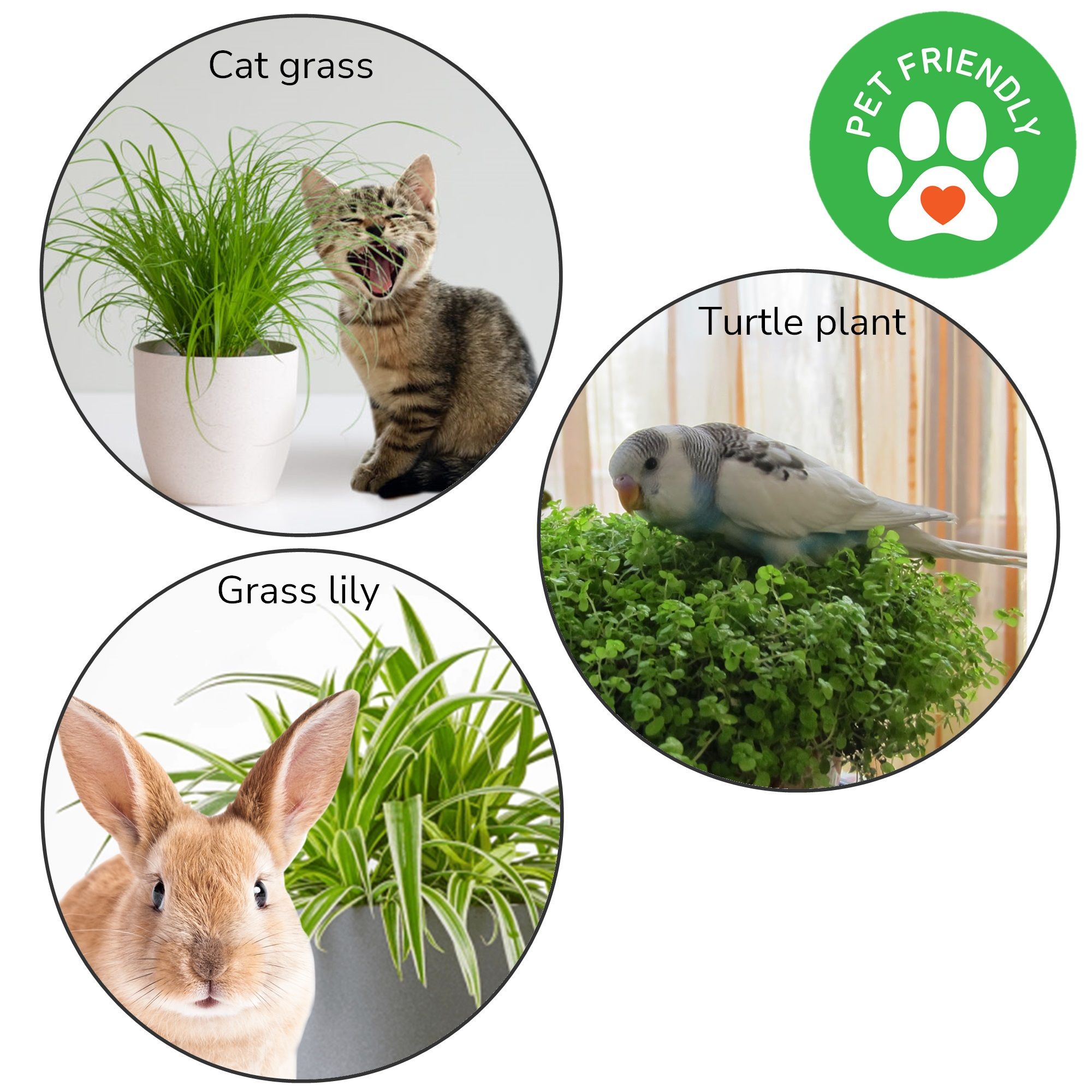 Turtle plant-Cat grass-and-grass-lily-animal-friendly-room-plants-set-in-eco-pots-4-pieces-2