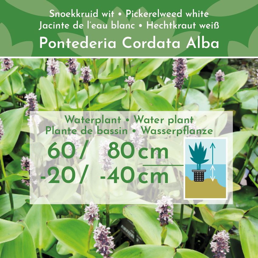 Snoekkruid-Wit-4-planten-Pontederia-Cordata-Alba-2