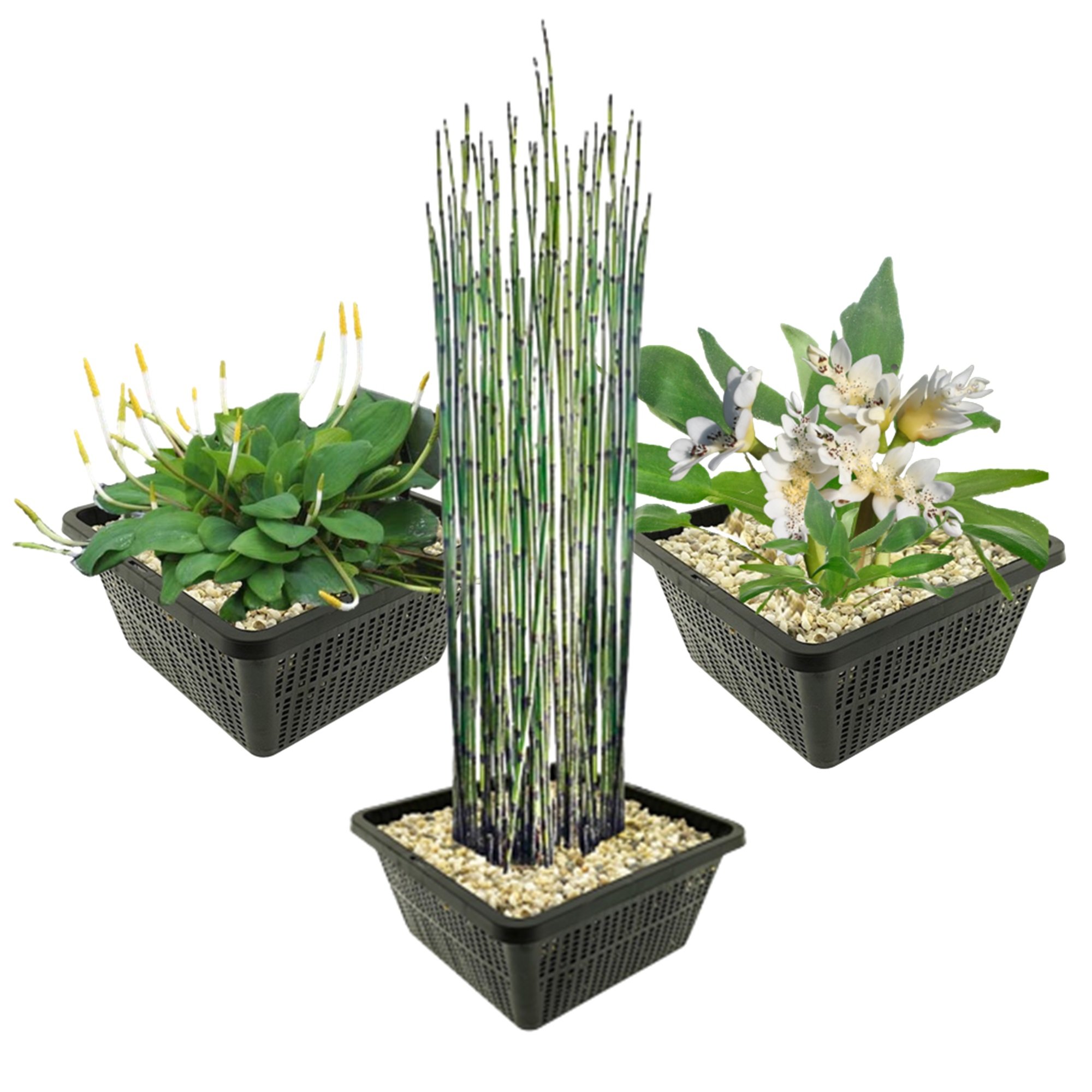 Waterplanten Set – Special