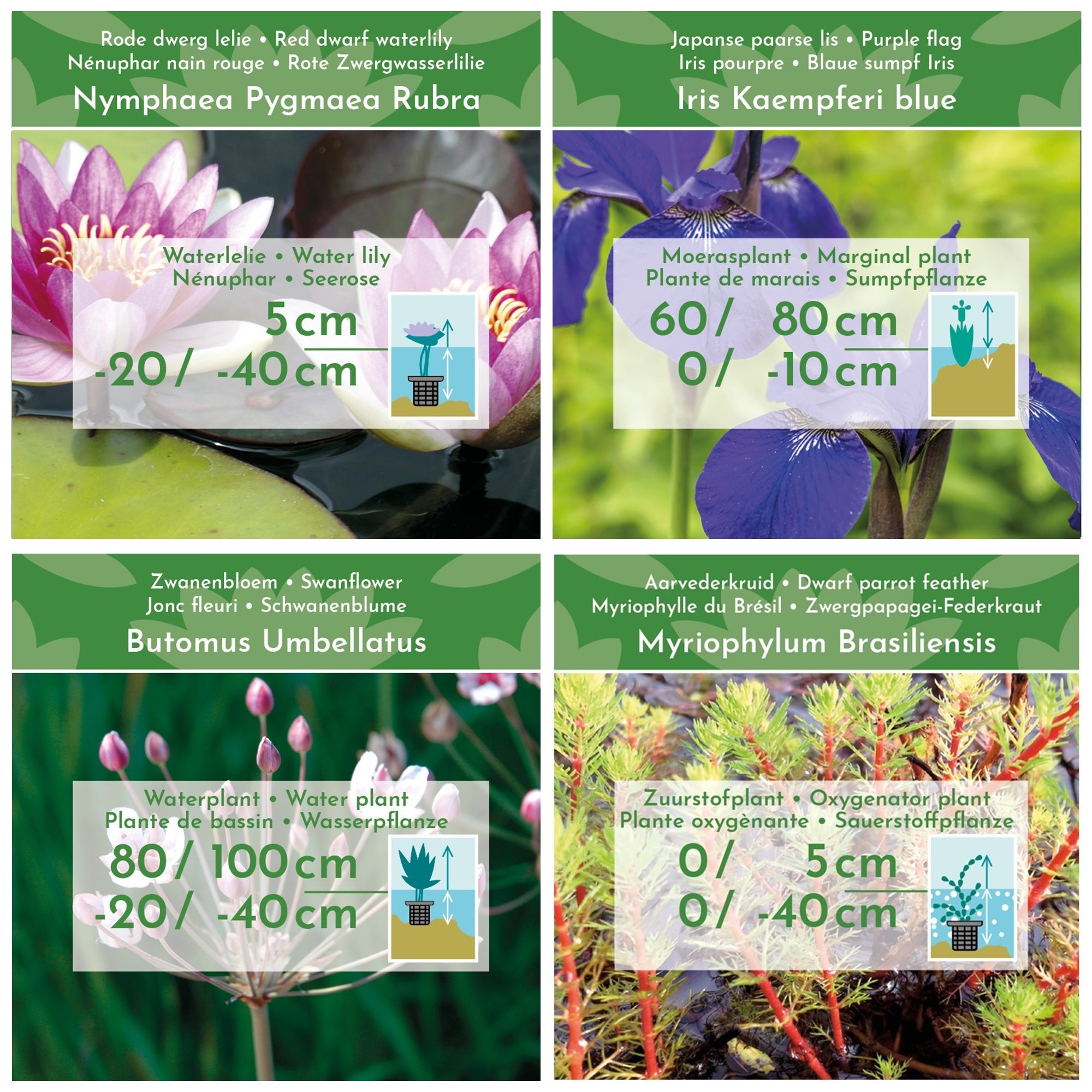Starter-Vijverplanten-Pakket-Rood-19-planten-voor-500-1000-liter-water-2