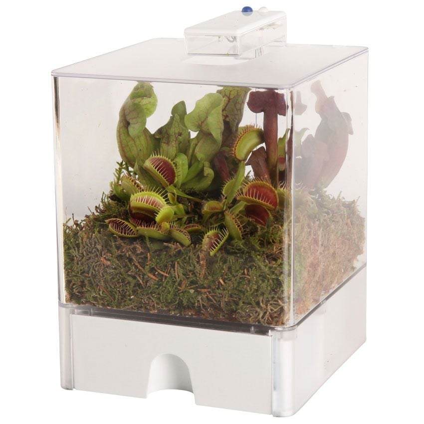 vdvelde.com -  Terrarium met 2 Kleuren LED verlichting - 3 Vleesetende planten soorten + Handige Watermeter - L15xB15xH23 cm