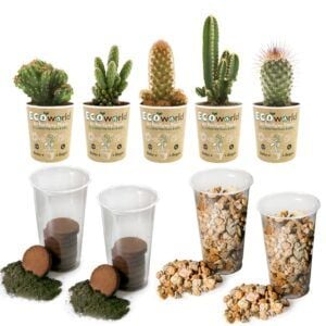vdvelde.com - DIY-Set für Kaktuspflanzen Terrarium pflanzen - 5 Kakteen - Substrat - Erde