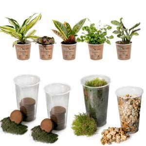 vdvelde.com -  Terrarium plant DIY Ecosysteem Plant Set - 5 Kamerplanten - Maak je eigen Ecosysteem in Glas of Pot - Complete Set inclusief Substraat