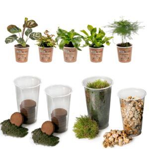 vdvelde.com - Farn DIY Terrarium pflanzen Ökosystem Set - 5 Farne - Substrat - Erde - Moos