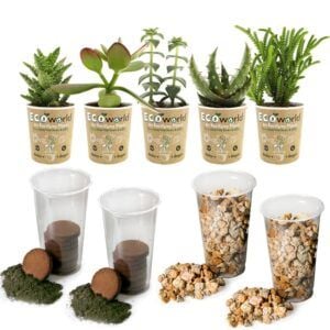 vdvelde.com - Sukkulenten Mix DIY Terrarium pflanzen - 5 Sukkulenten Mix - Verschiedene Sukkulenten - Inklusive Substrat und Erde