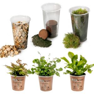 vdvelde.com - Dschungel DIY Terrarium pflanzen - 3 Farne - Machen Sie Ihr eigenes Ökosystem Pflanze in der Flasche - 3 Terrarium pflanzen - Substrat - Erde - Moos
