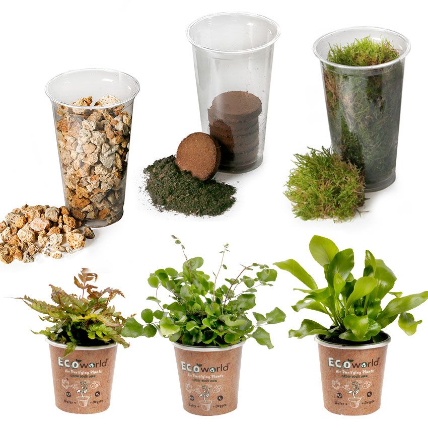 Jungle Terrarium Planten Set – 3 planten