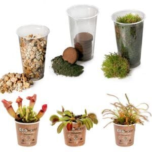 vdvelde.com - Carnivorous Plants Mix - DIY Ecosystem Plant Set - 3 fleischfressende Pflanzen - mit Terrarienpflanze Venusfliegenfallen Sonnentau und Trompetenblume - Inklusive Substrat - Erde - Moos