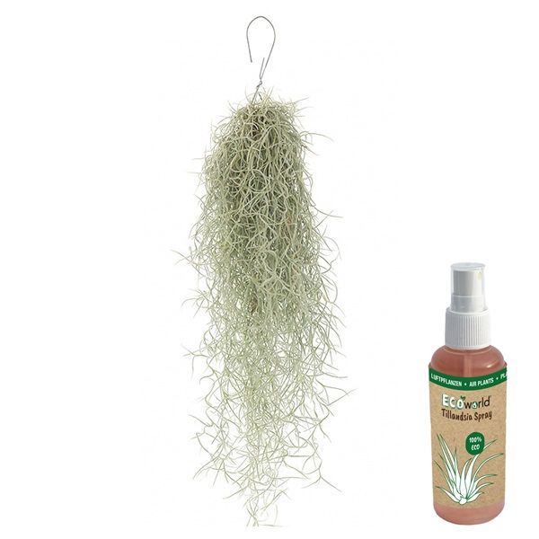 vdvelde.com - Luftpflanze Usneoides - 1 Strauß ca. 50 cm lang - Luftpflanzen Zimmerpflanzen + Tillandsia Spray